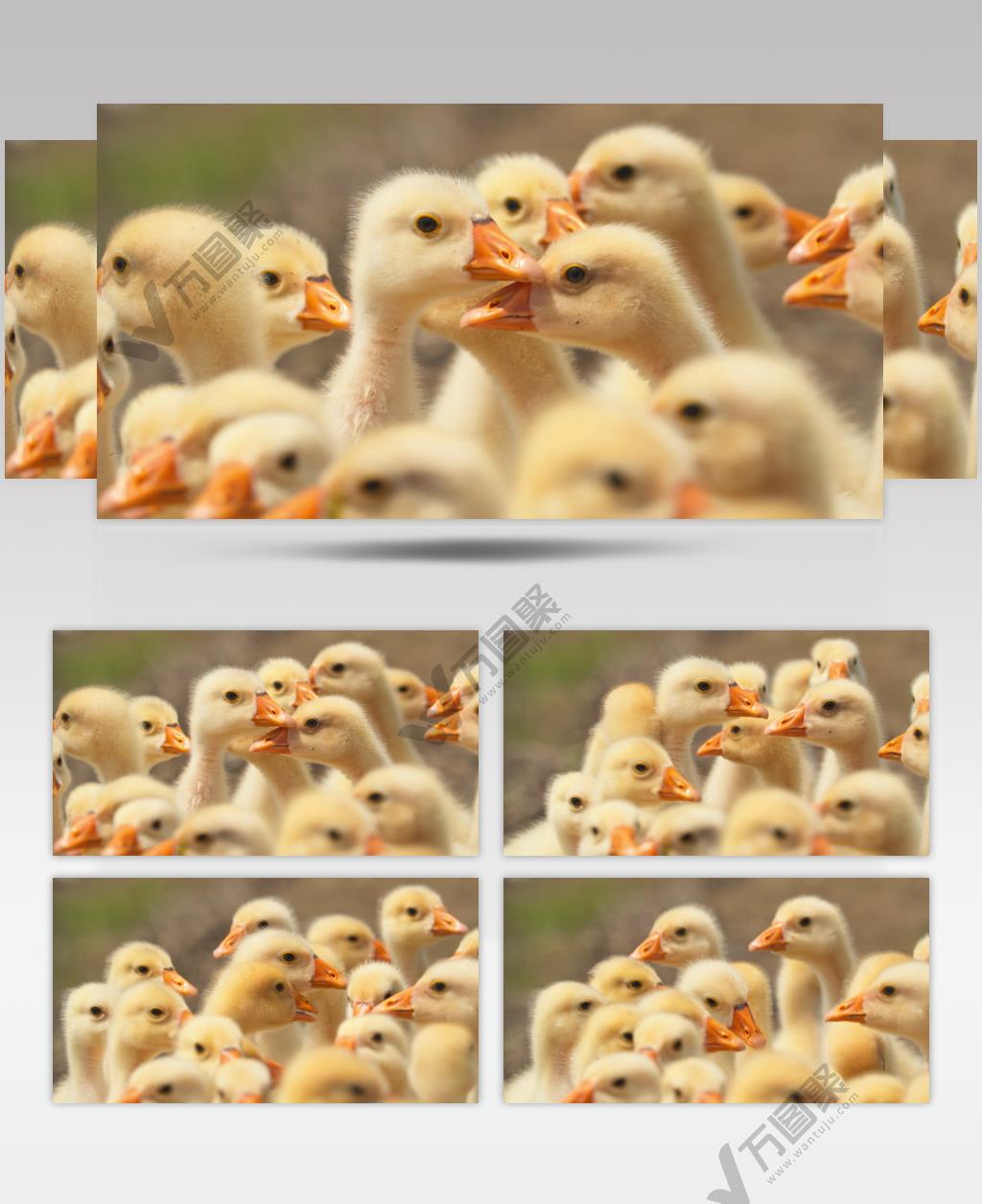 农村散养刚出生的小鹅苗土鹅