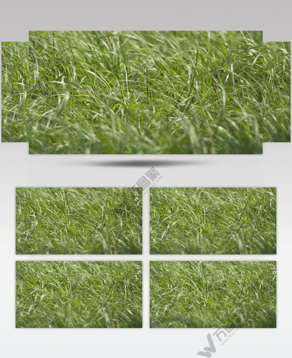 春天微风吹过草丛随风摇摆