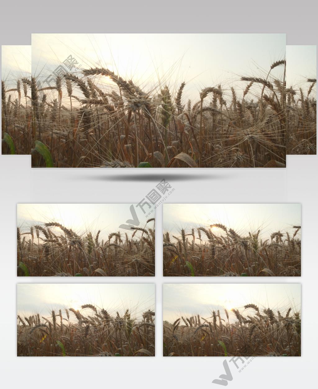 秋天农村小麦田野麦穗夕阳