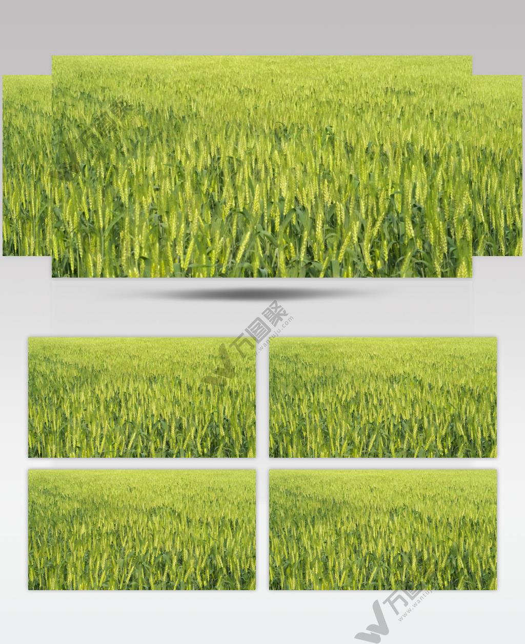 农村小麦田野麦浪麦穗随风摆动