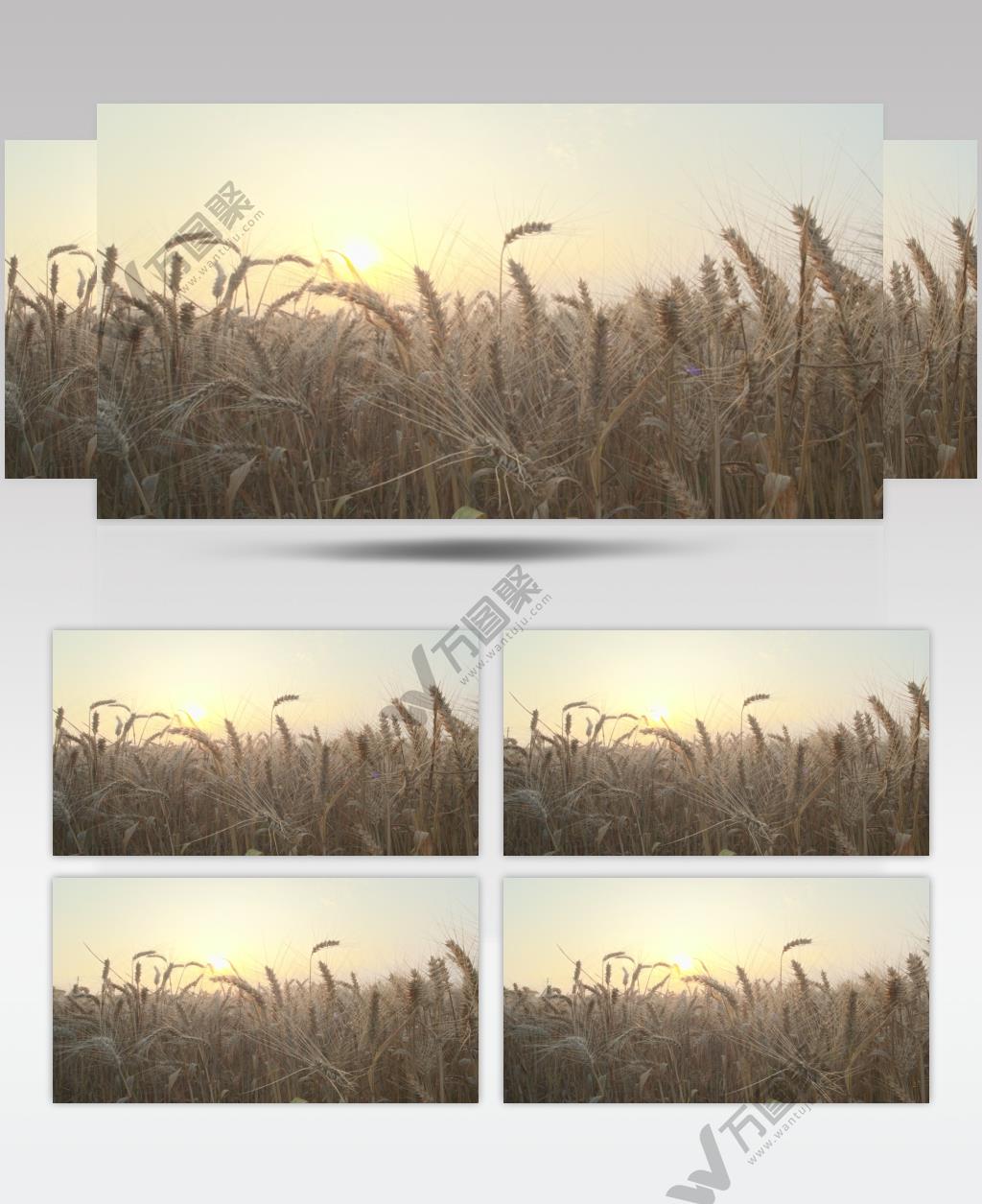 秋天田野小麦穗麦芒夕阳丰收