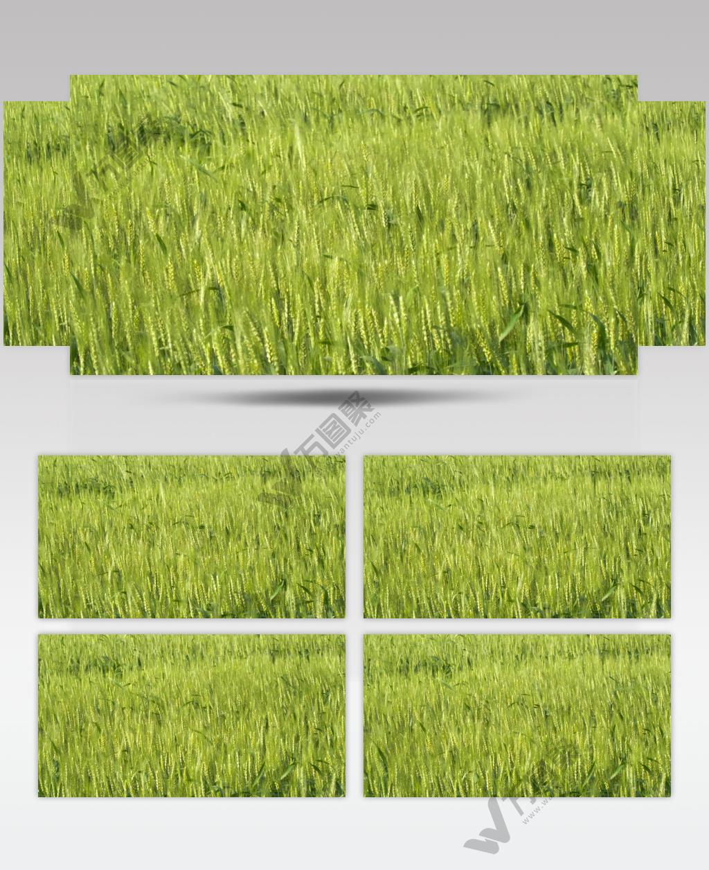 农村风吹麦浪小麦田野麦穗麦芒