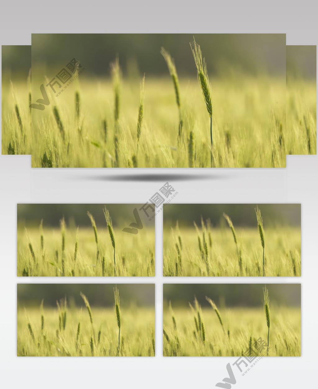 田野小麦穗麦芒唯美粮食特写