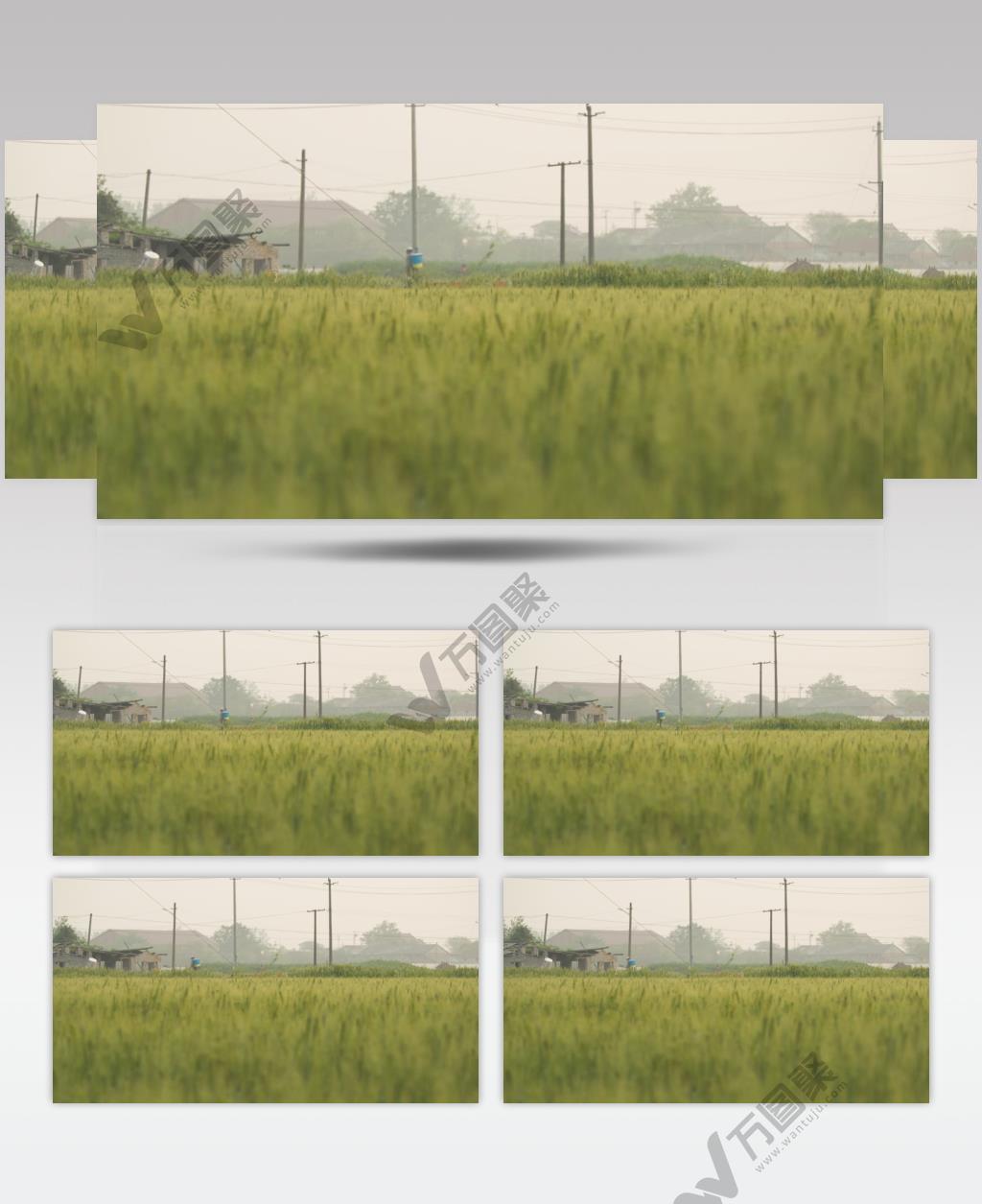 农村庄乡村田野小麦穗电线杆