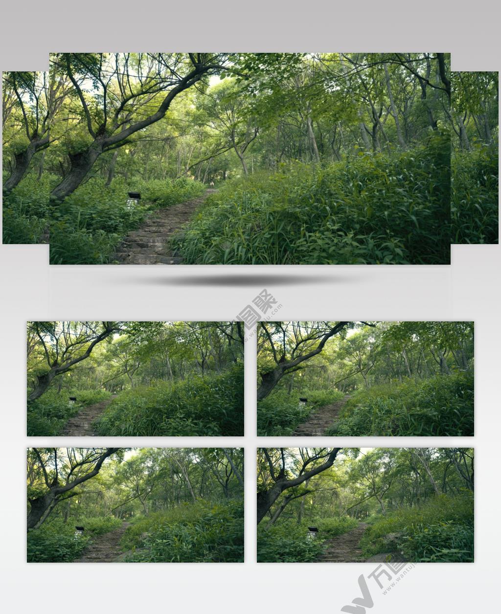 春天爬山石头台阶森林雨林