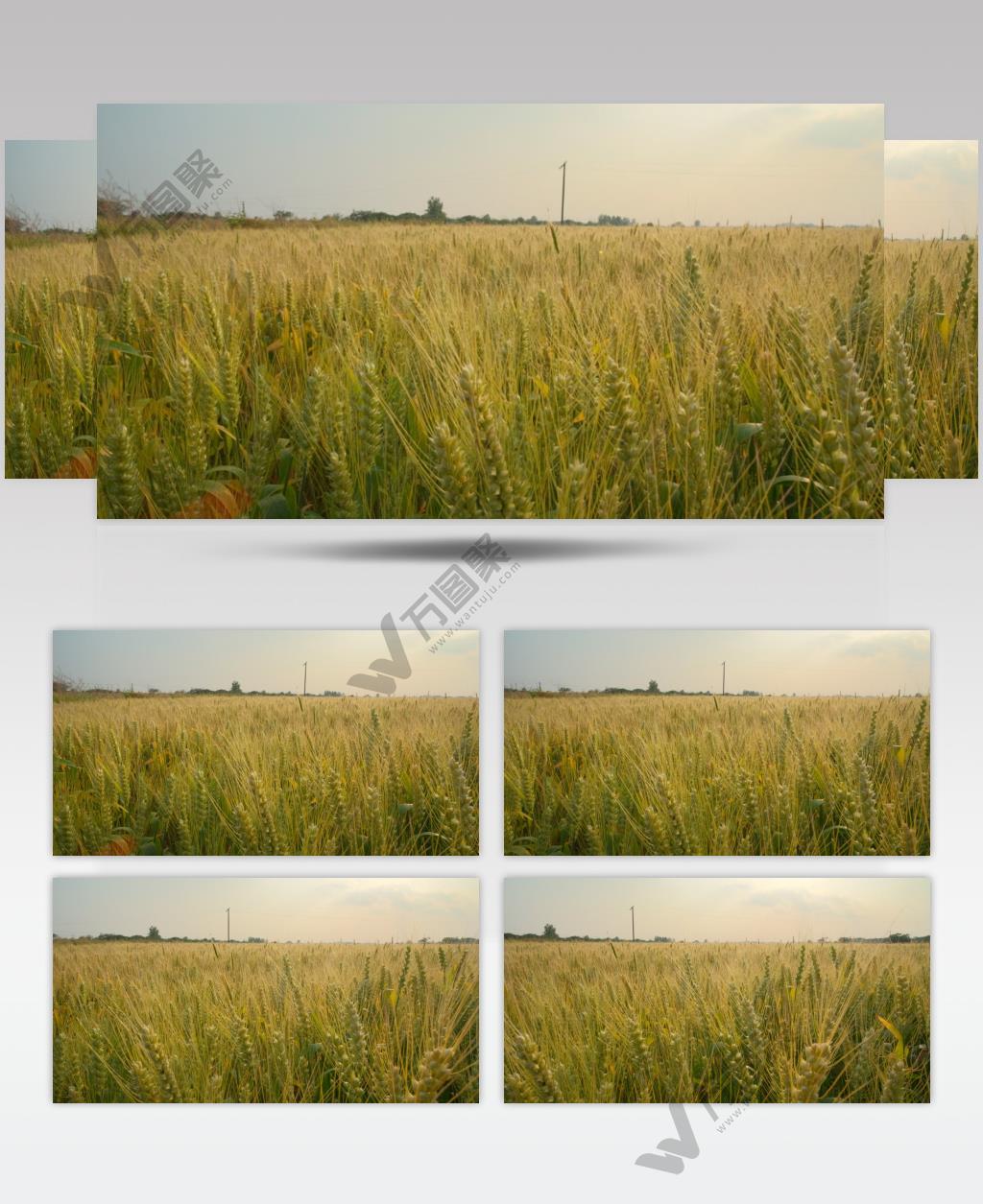 小麦田野麦穗麦芒粮食庄稼
