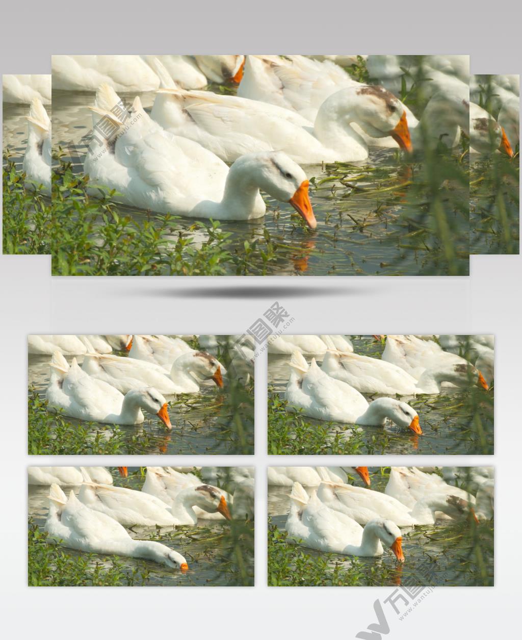 农村散养大白鹅池塘吃水草