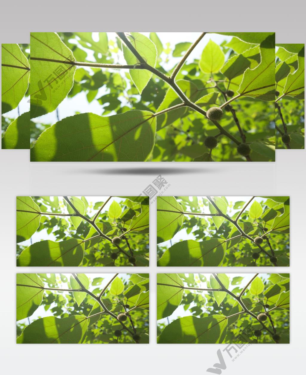 春天山间森林红果桑树叶子