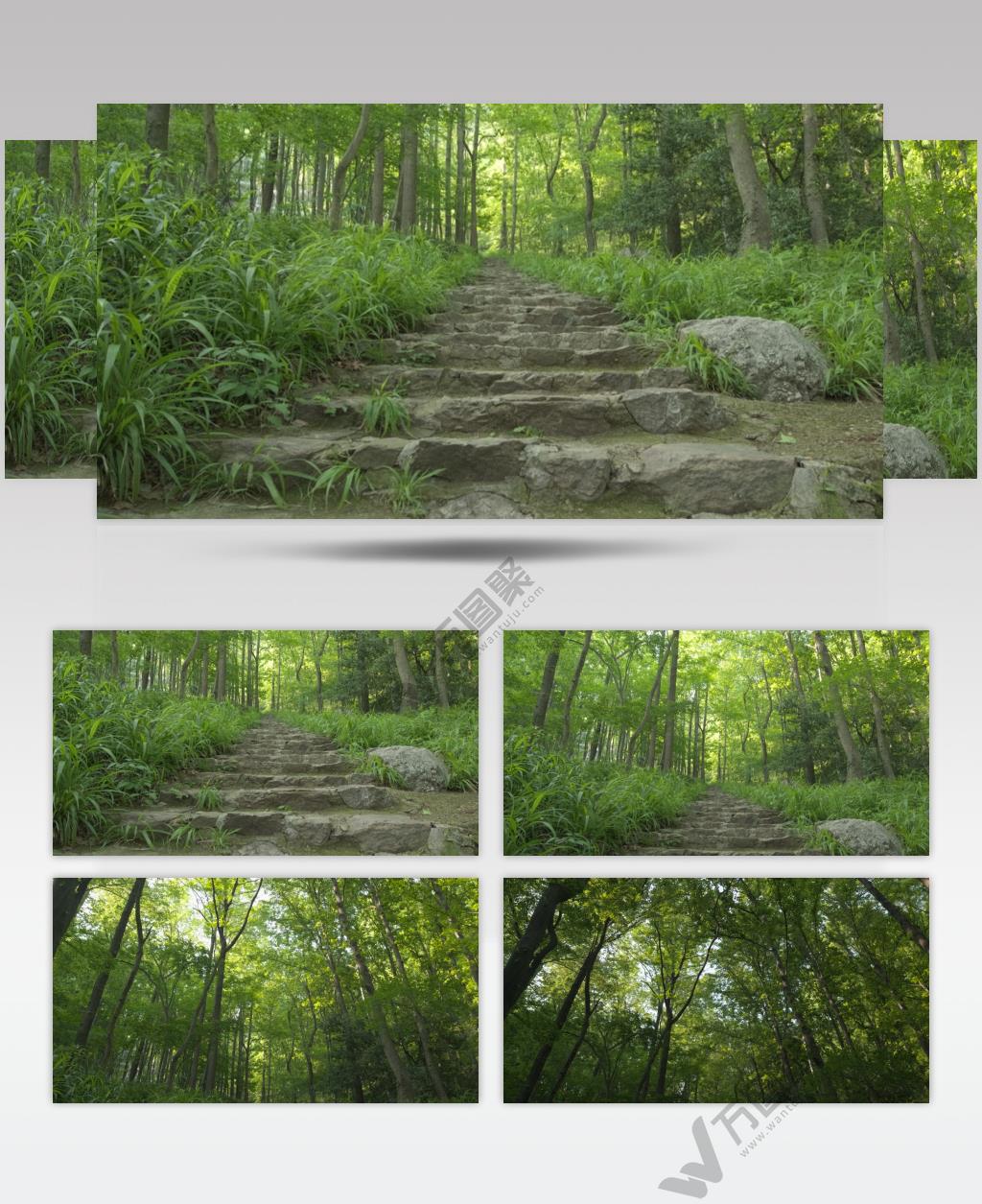 春天爬山间石头台阶森林仰望