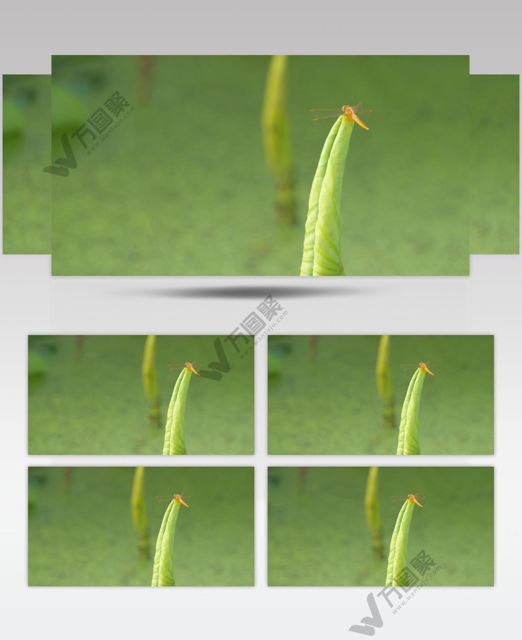 小荷才露尖尖角早有蜻蜓立上头