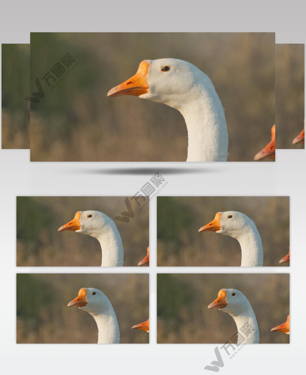 农村散养大鹅土鹅眼睛头部特写