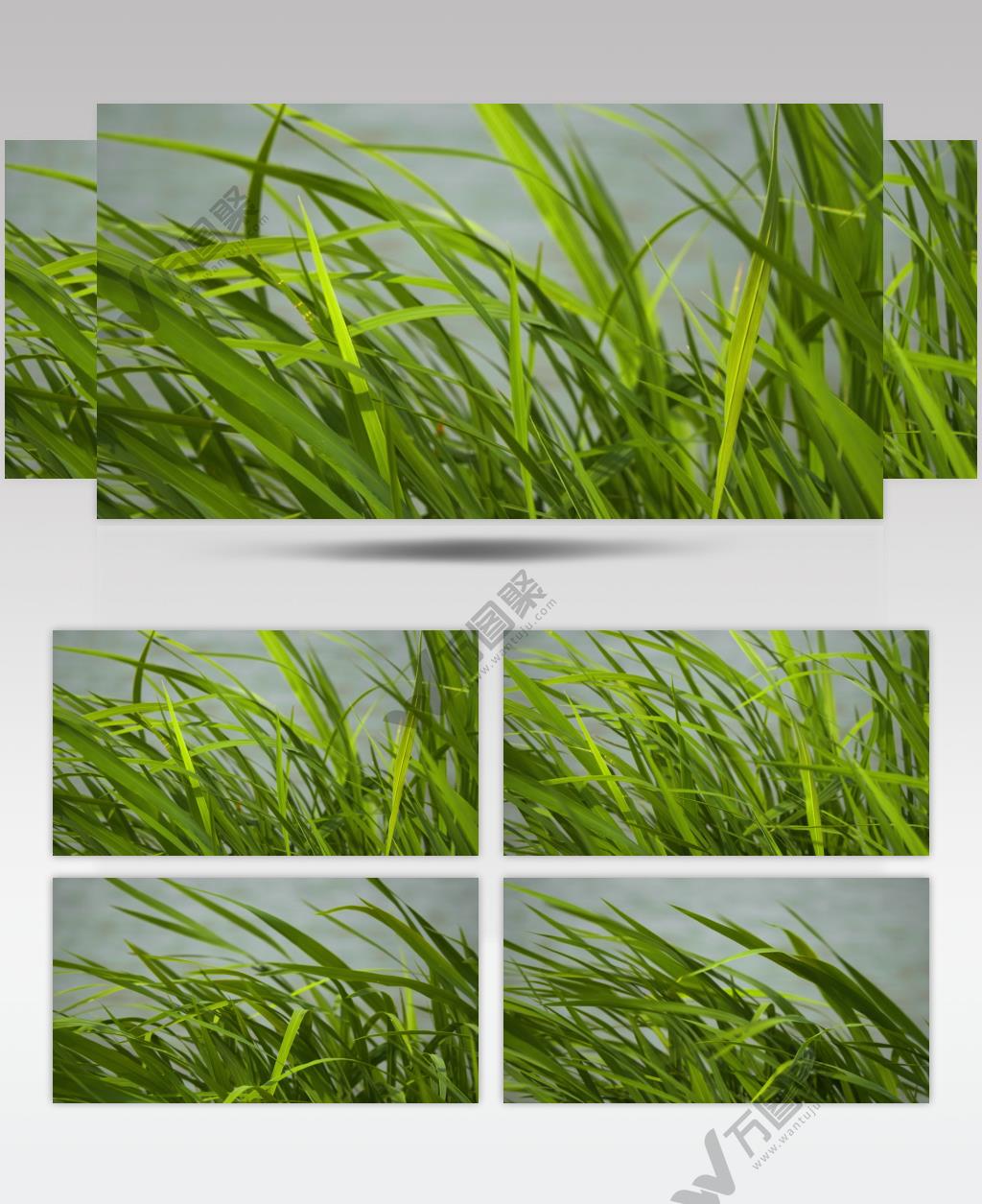 刮风吹动河边草丛随风摇摆