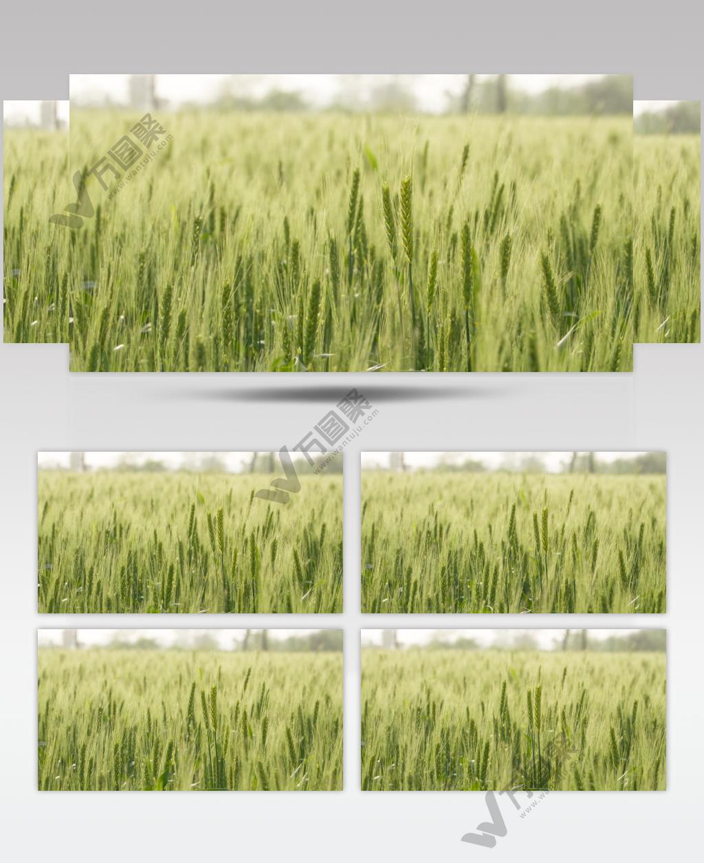 春天农村田野小麦芒麦穗粮食