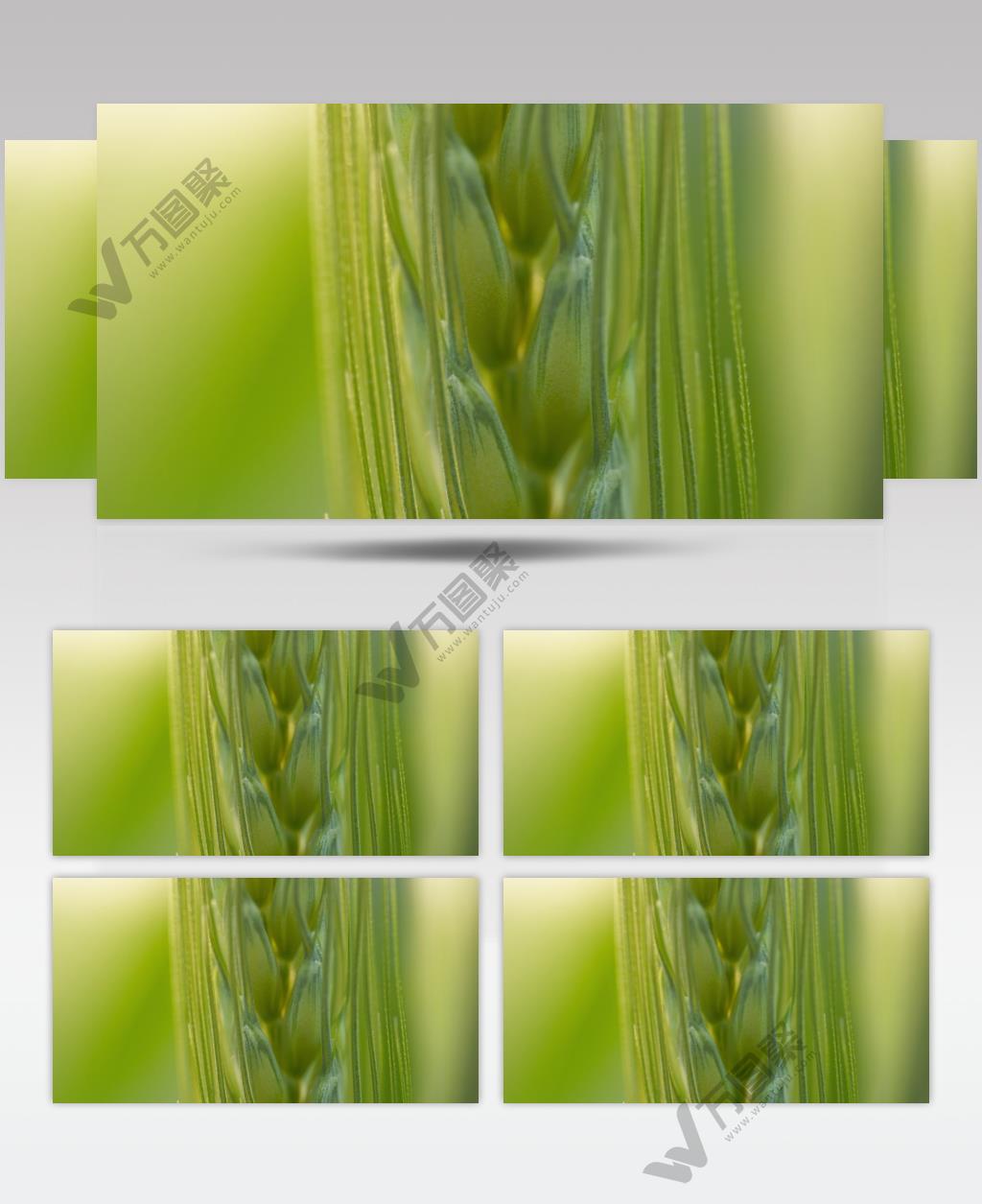 春天田野小麦穗麦芒特写微距