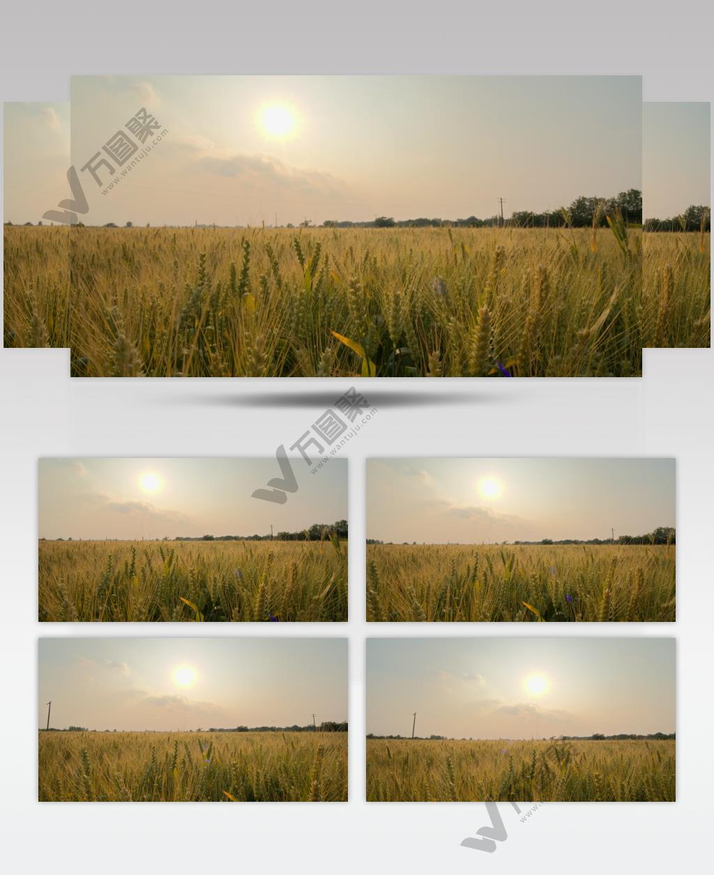 乡村田野小麦穗麦芒粮食丰收