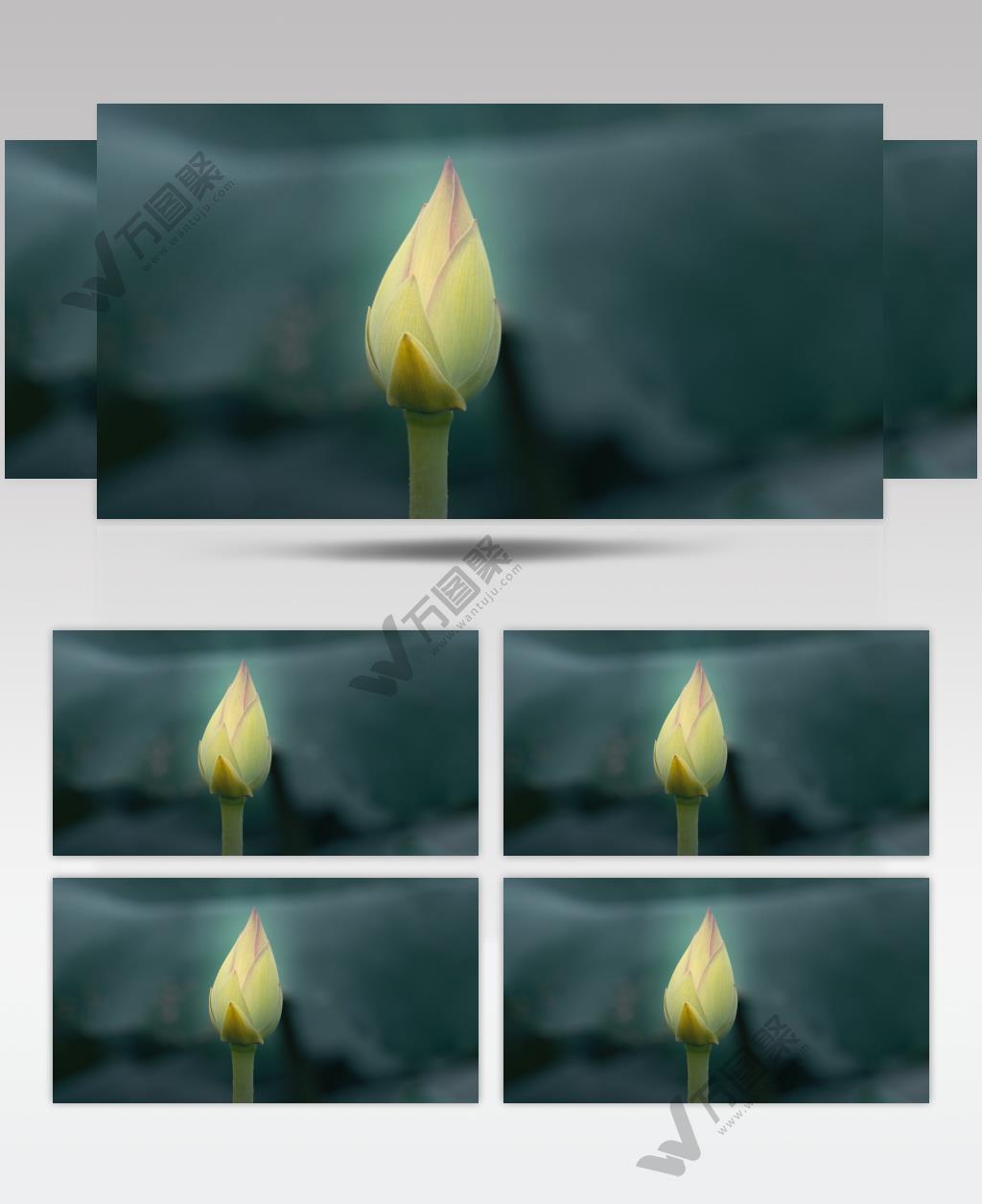 阴天下雨中含苞待放的荷花蕾