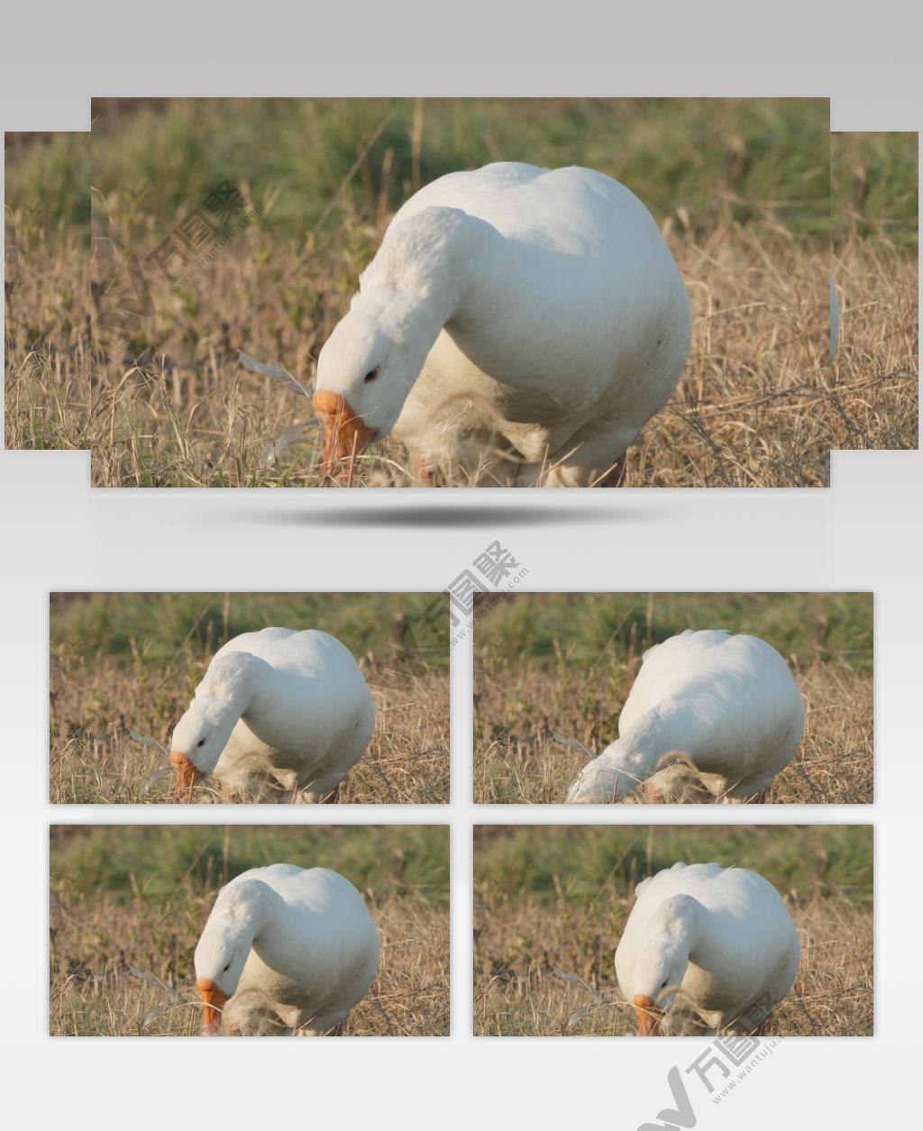 农村散养大肥鹅土鹅慢镜头慢动作