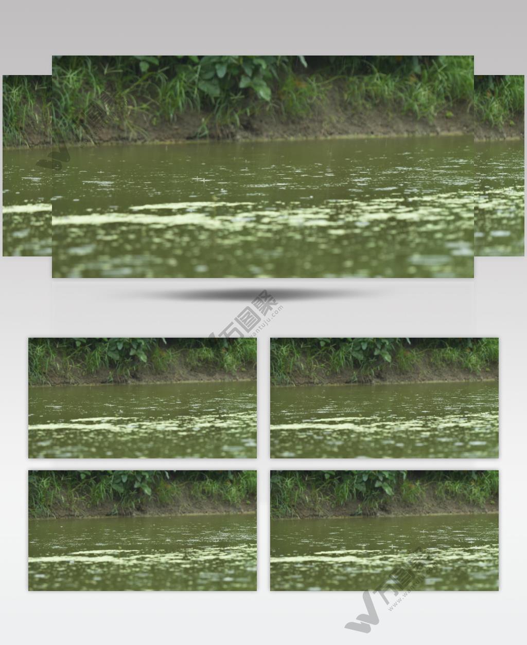 农村田野边池塘下雨水滴碧绿