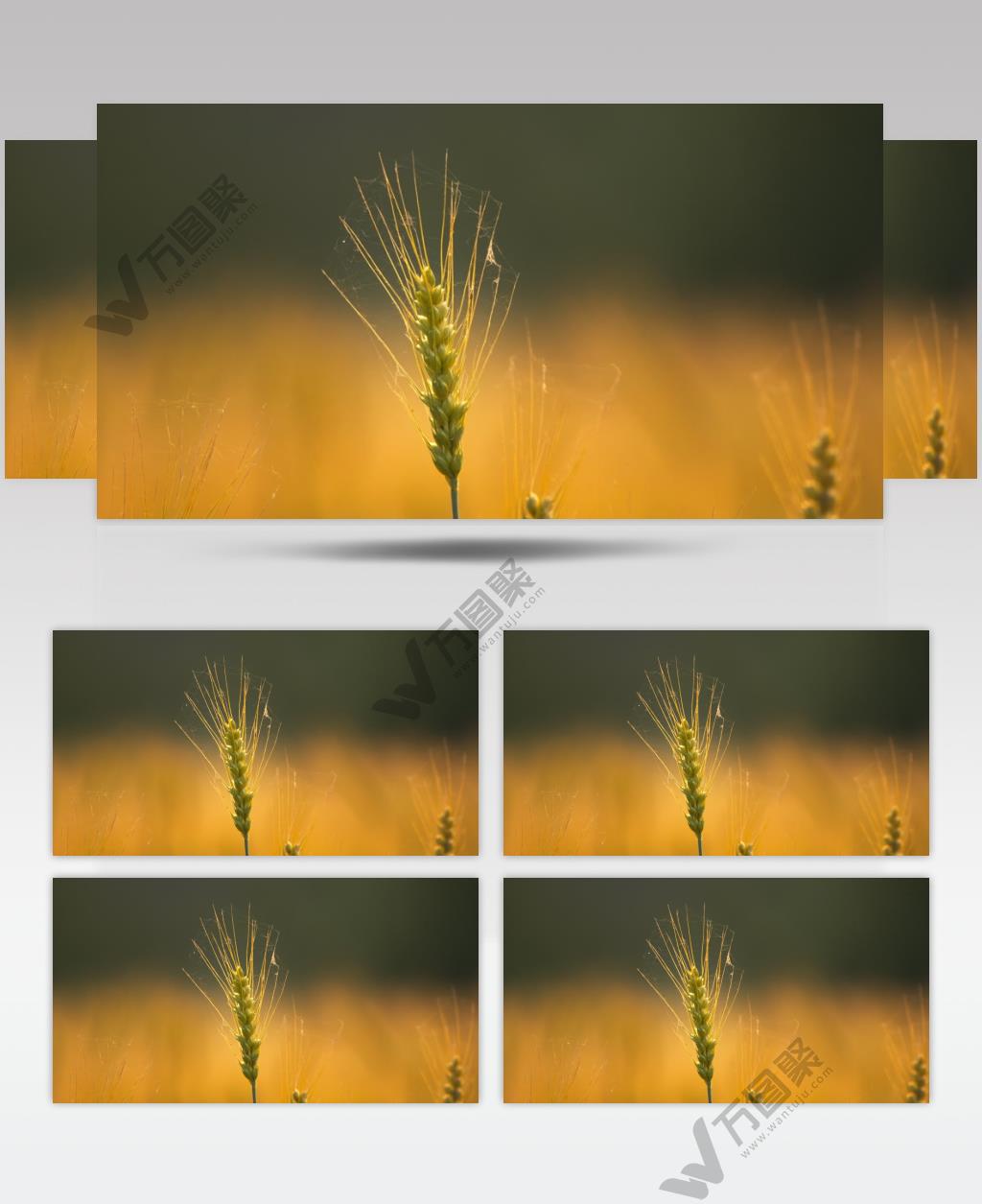 秋天乡村小麦田野麦穗夕阳