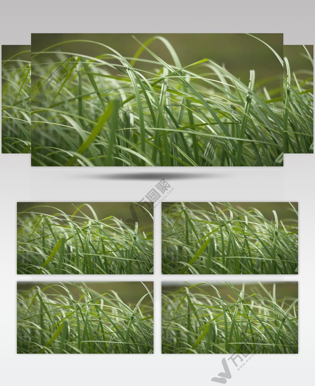 春天阴天刮风大风天气草丛