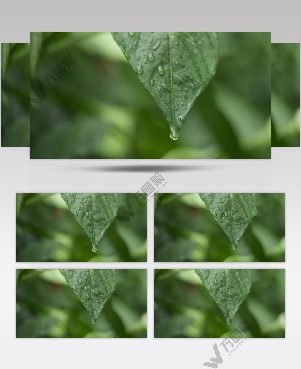 阴天下雨水滴树叶雨滴升格