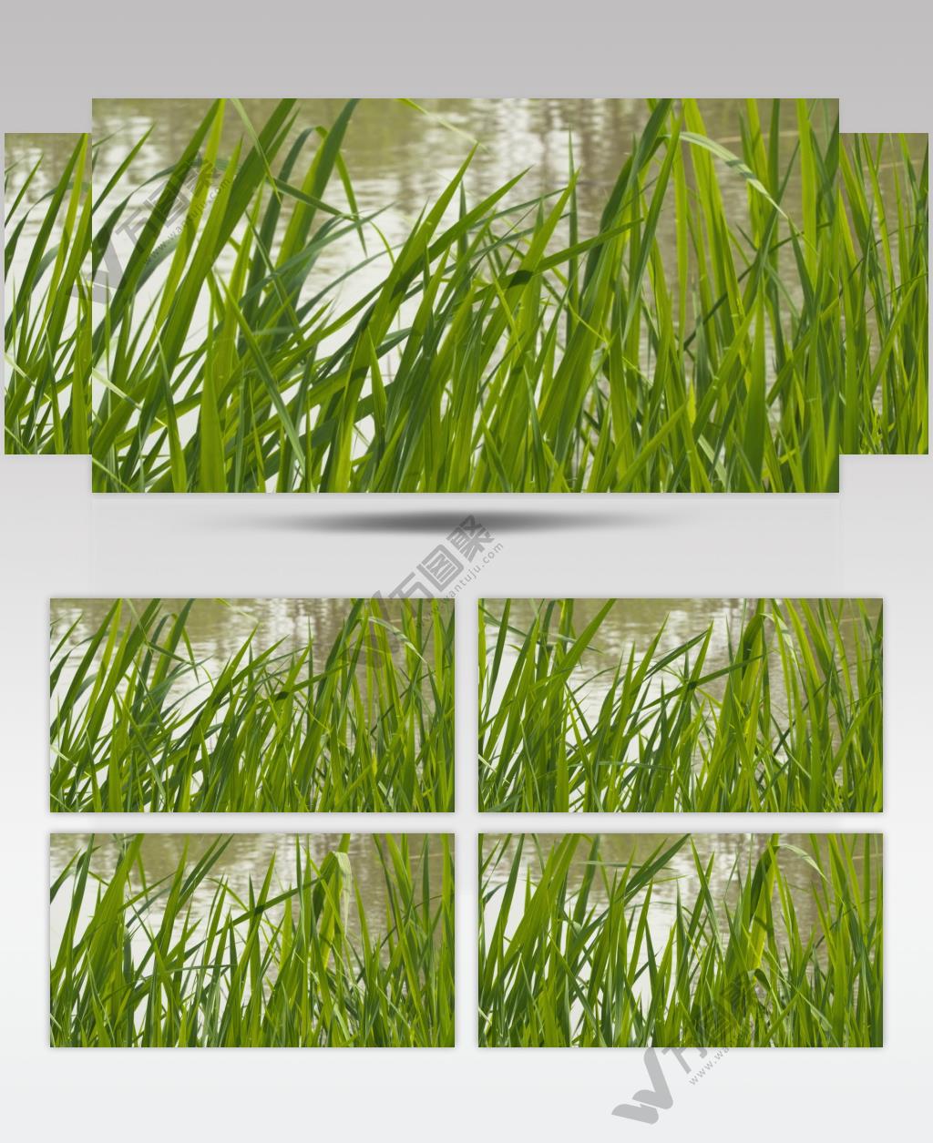 春天池塘小溪河边水草芦苇