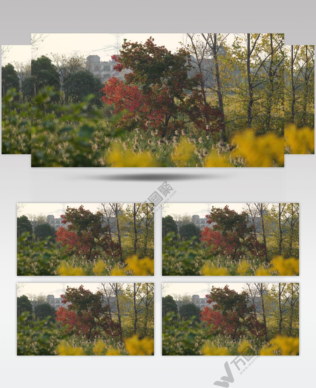 农村初秋天芦苇枫树红叶杨树