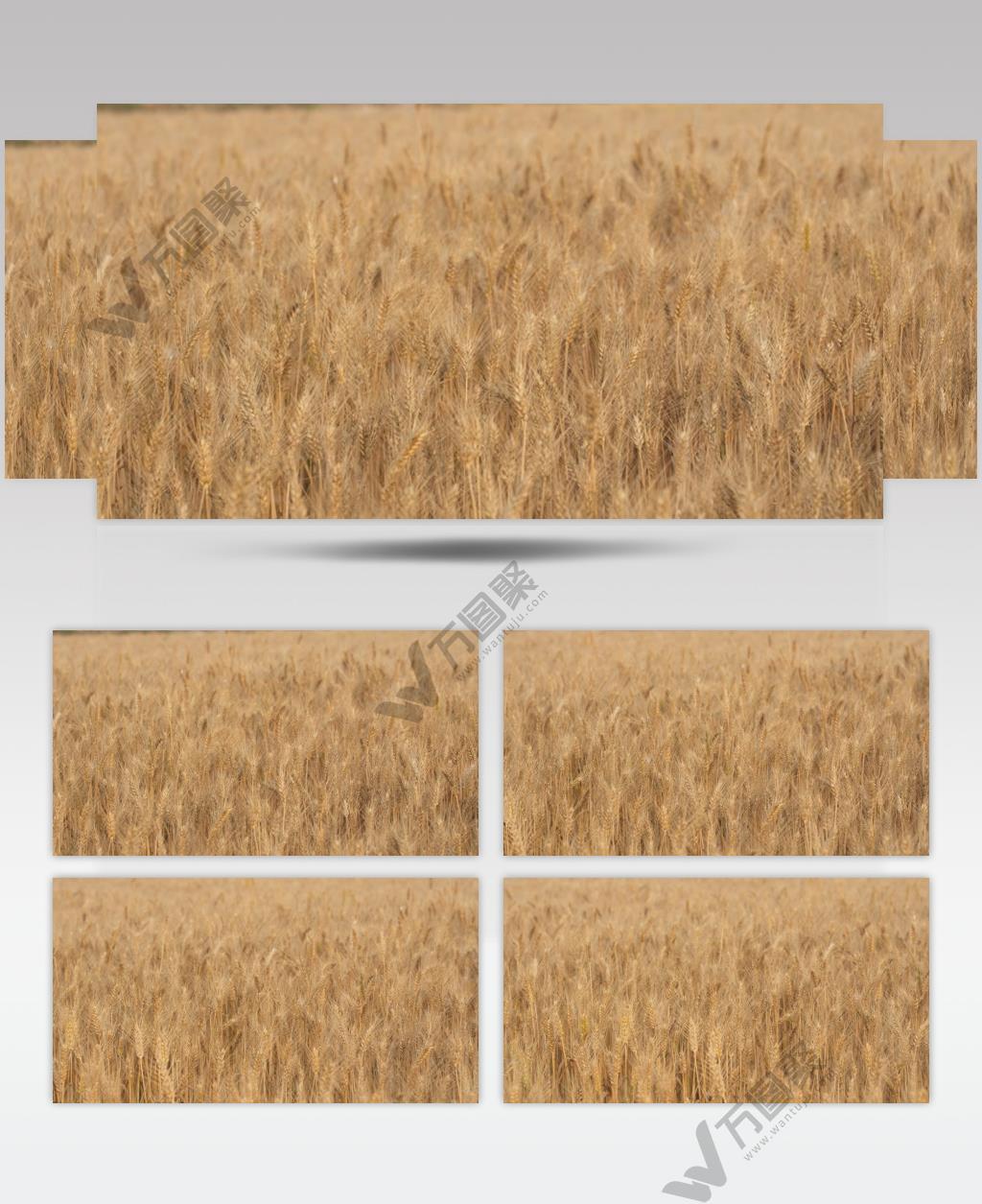 成熟的小麦田野麦穗麦芒粮食