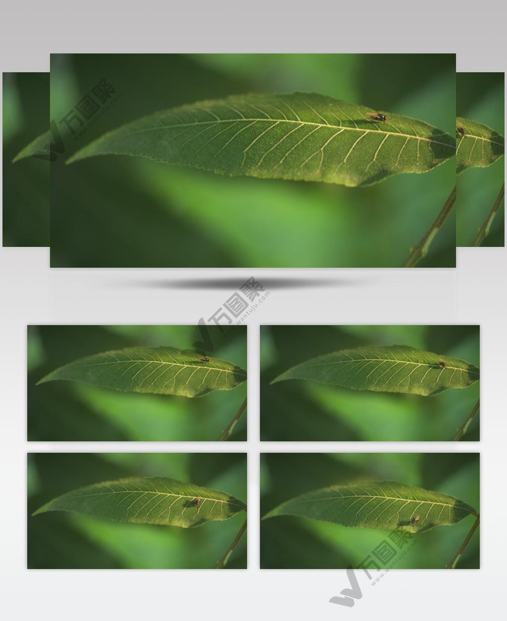 春天傍晚阳光洒在树叶上昆虫