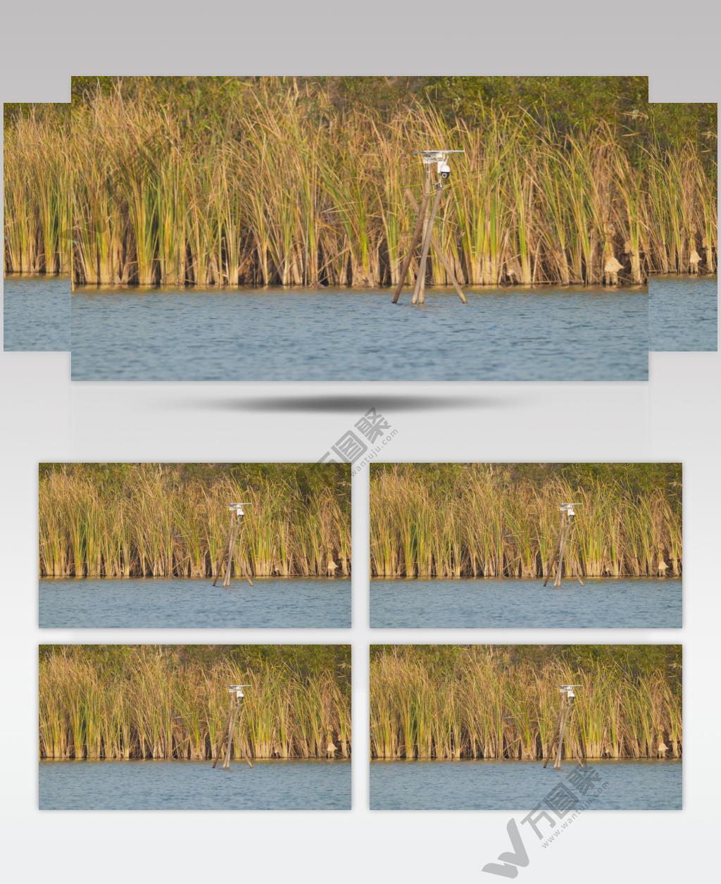 农村秋天农民承包的池塘芦苇