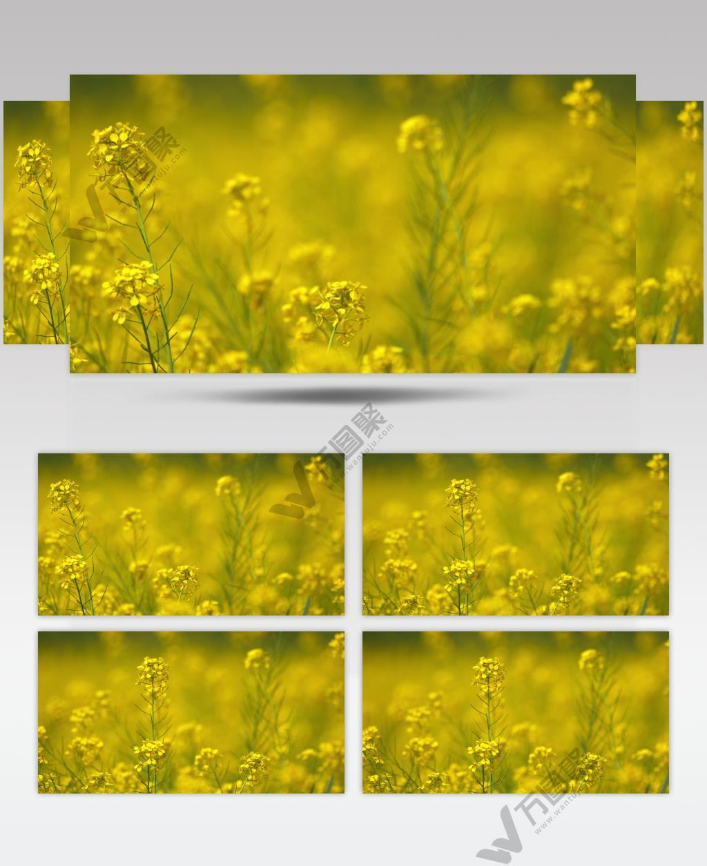 春天农村田野金黄油菜花盛开