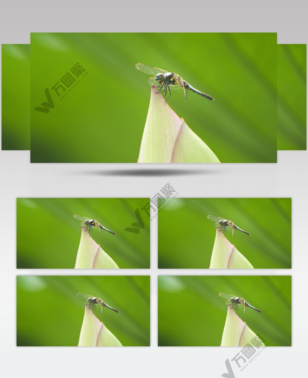 清晨含苞待放荷花蓝额疏脉蜻蜓