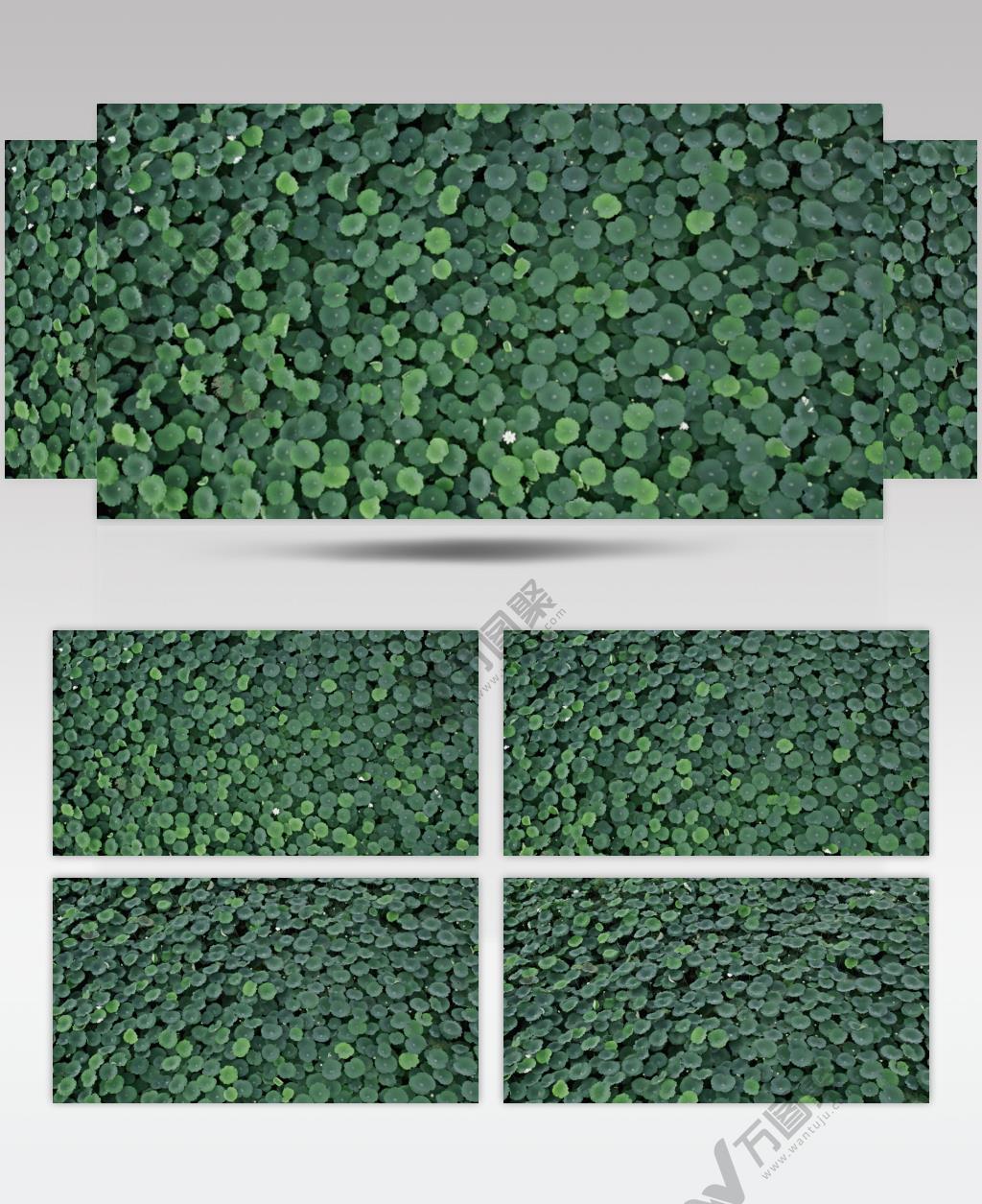 无人机航拍俯视鸟瞰荷花荷叶