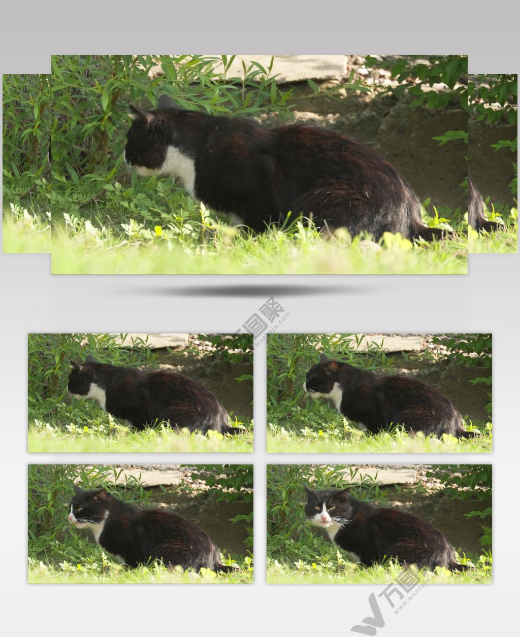 草丛中黑色雄性成年流浪猫