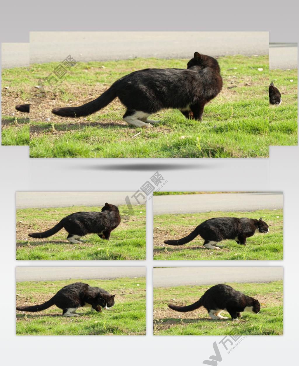 一只雄性成年黑色流浪猫黑猫