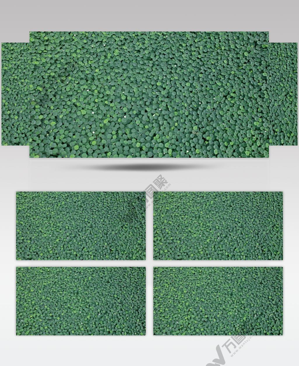 荷花荷叶无人机航拍俯视鸟瞰