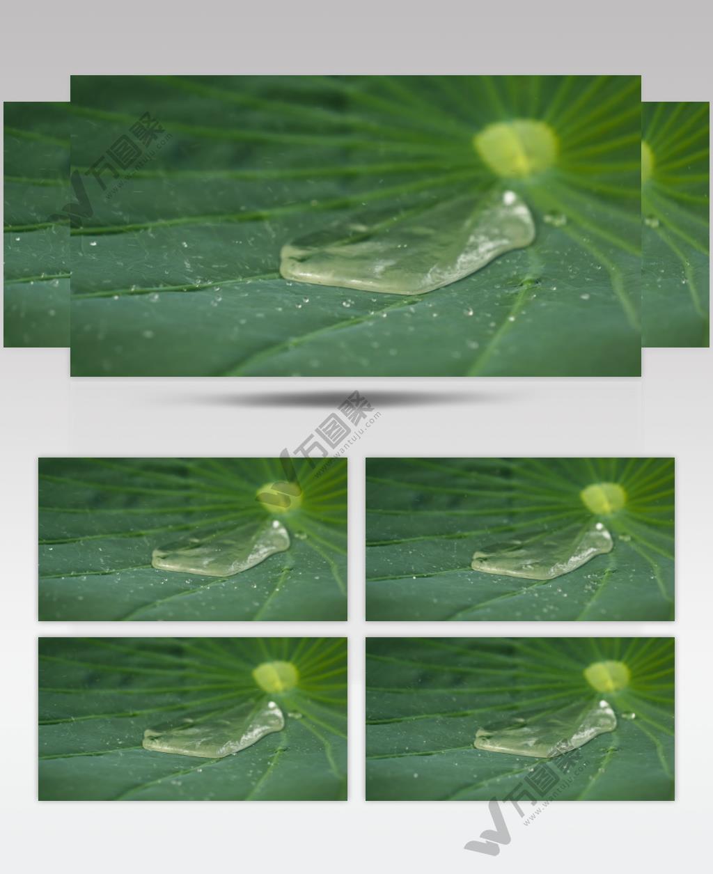 下雨荷叶水滴露珠慢镜头慢动作