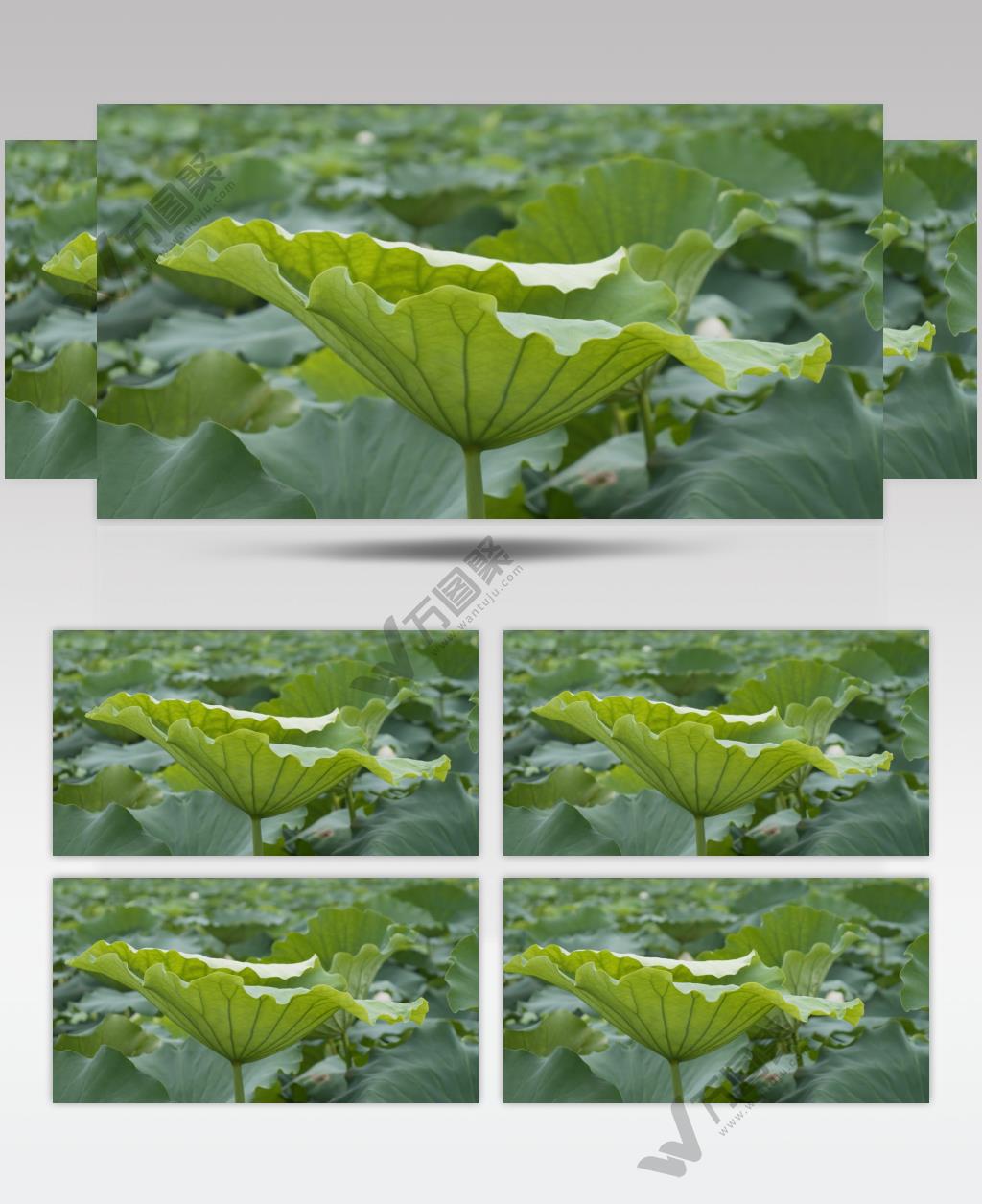 荷叶荷花莲蓬莲藕池塘特写