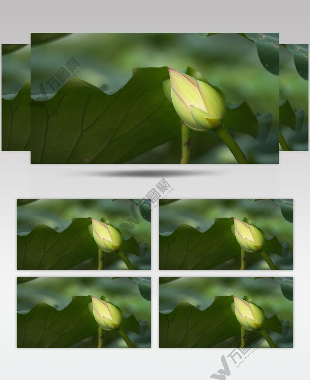 含苞待放荷花蕾荷叶池塘微距