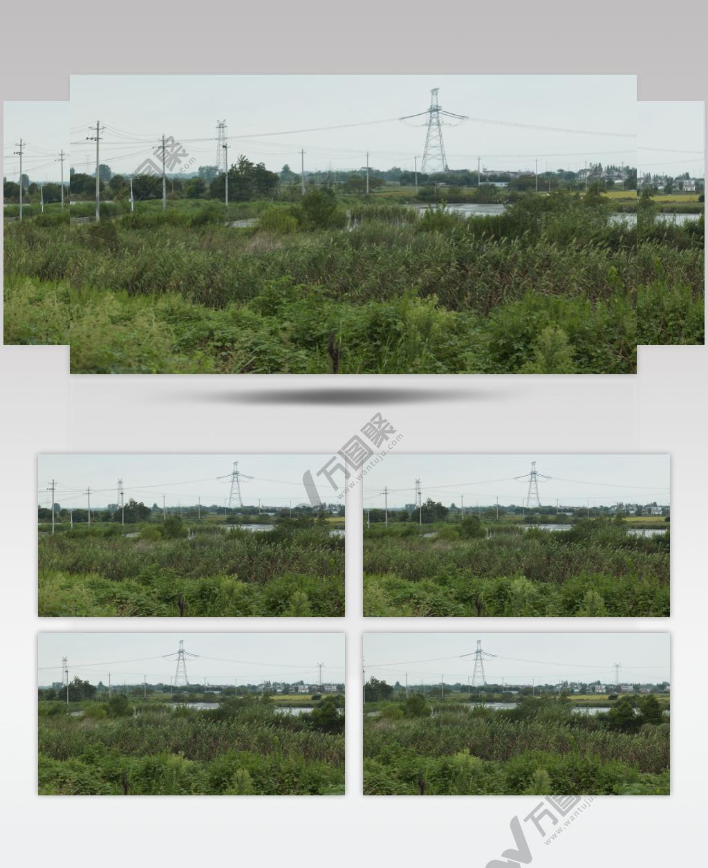 农村秋天阴天萧瑟芦苇丛电塔