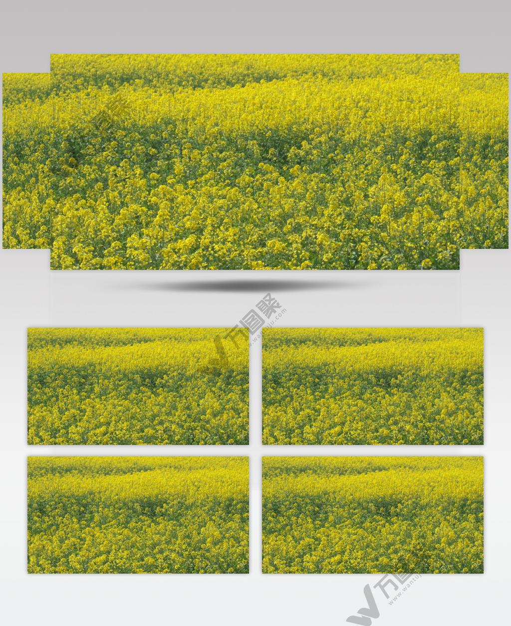 春天农村田野一大片油菜花