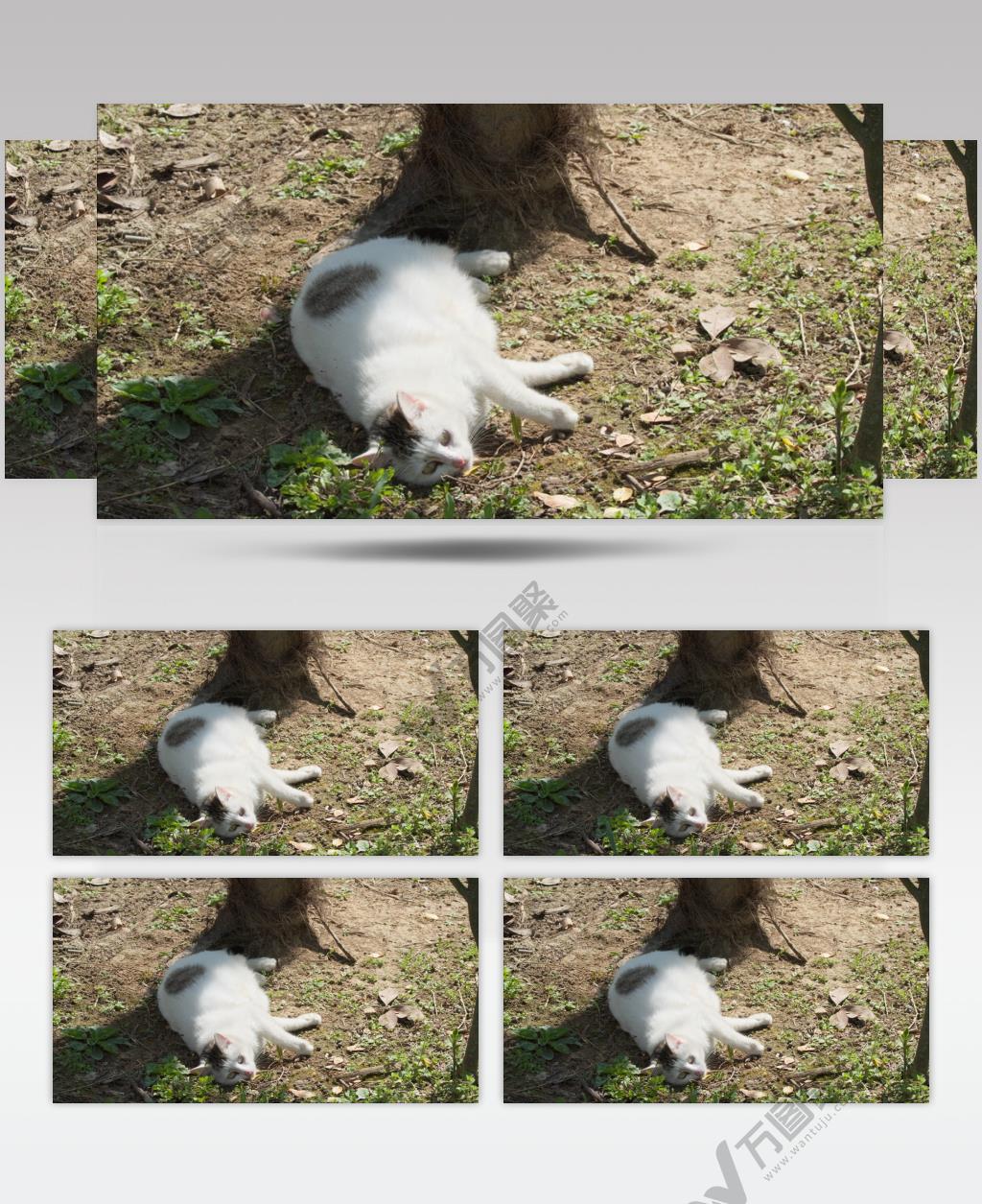 春天公园里怀孕的母猫流浪猫