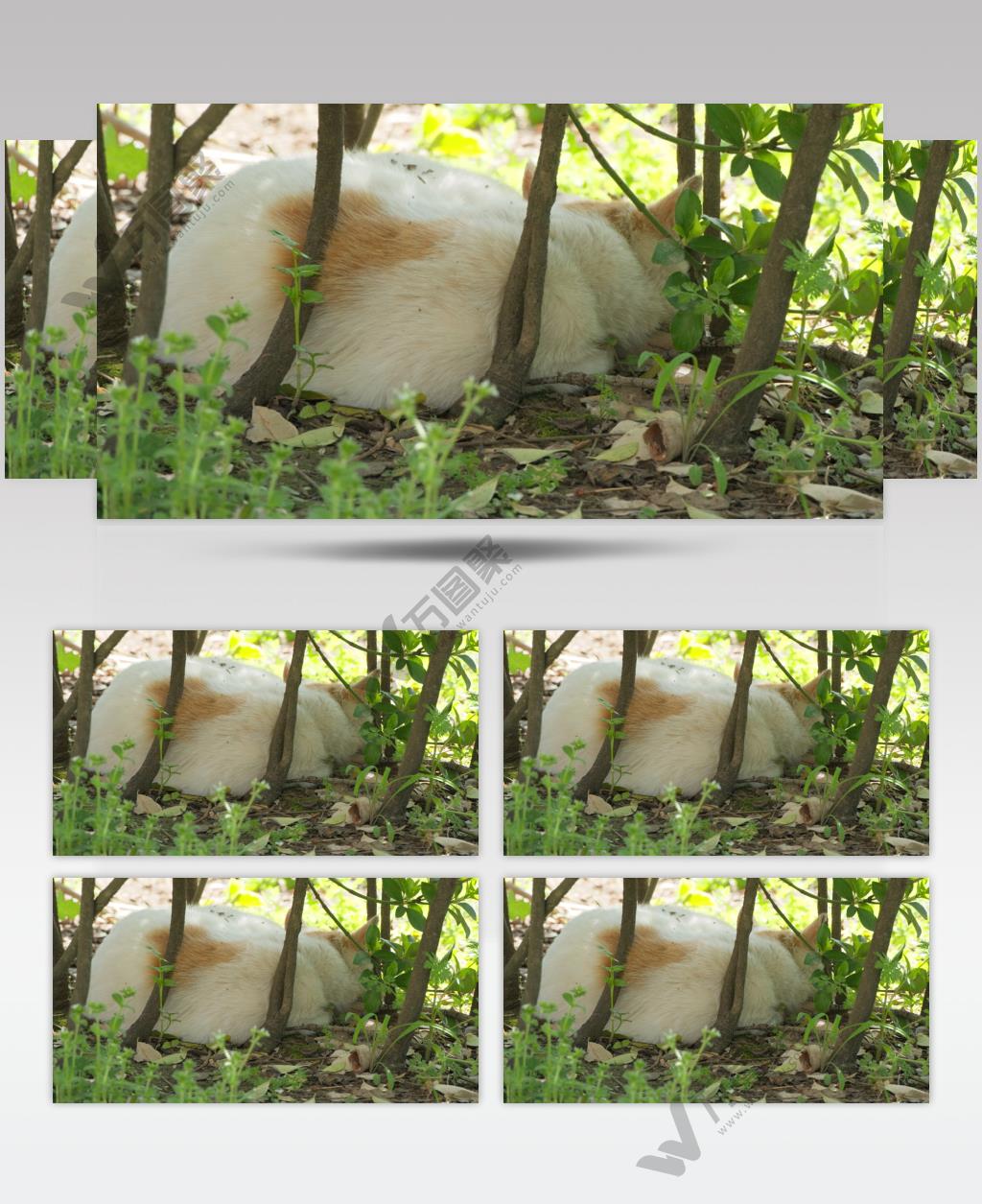 春天在树林中午睡的流浪猫