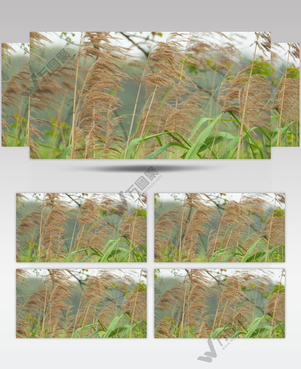 冬末初春河边的芦苇随风摇摆