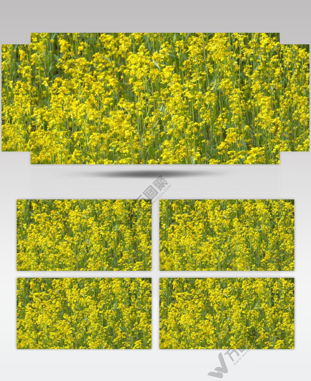 春天农村田野金黄色油菜花盛开