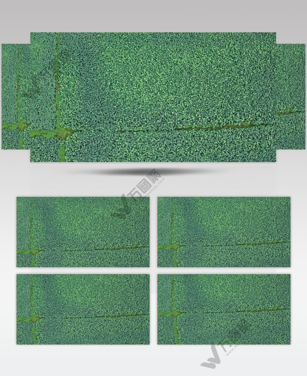 荷花荷叶池塘无人机俯视航拍