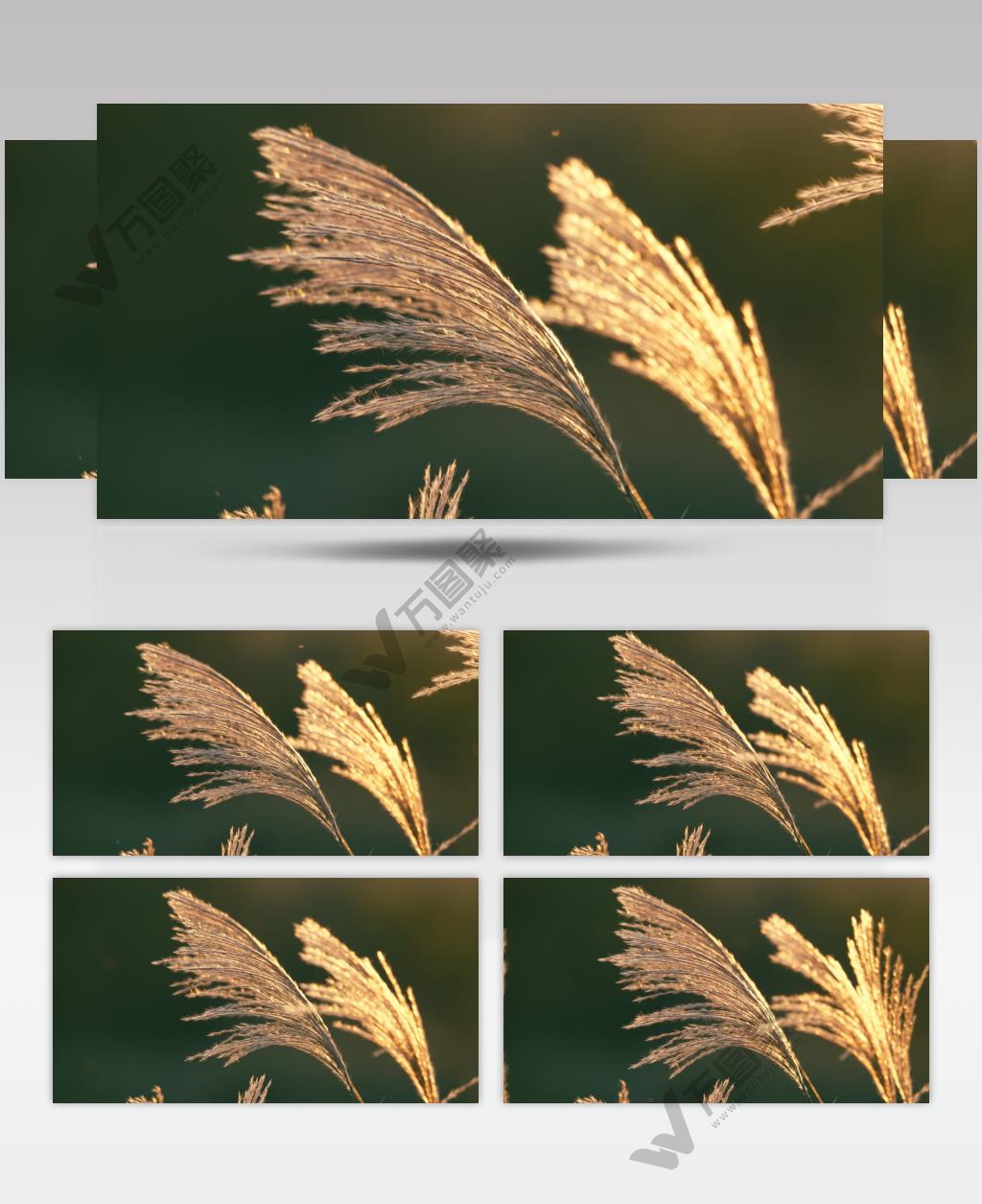 夕阳下芦苇芒荻唯美电影感