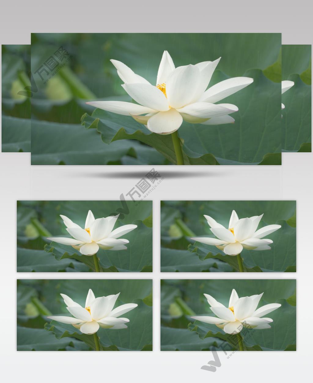 荷花荷叶池塘阴天下雨蜜蜂