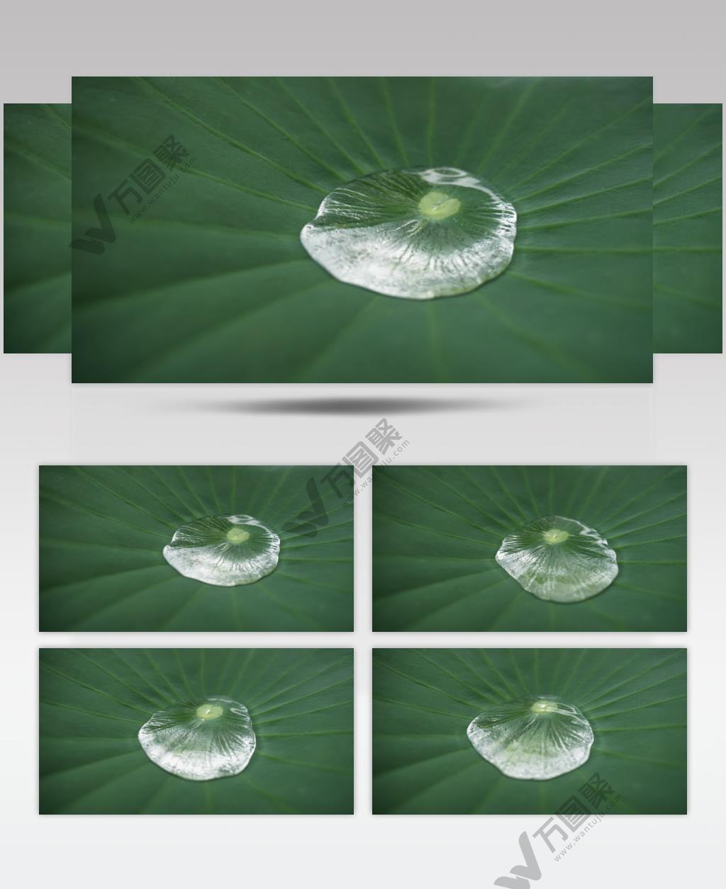 荷叶上的水滴露珠慢镜头升格