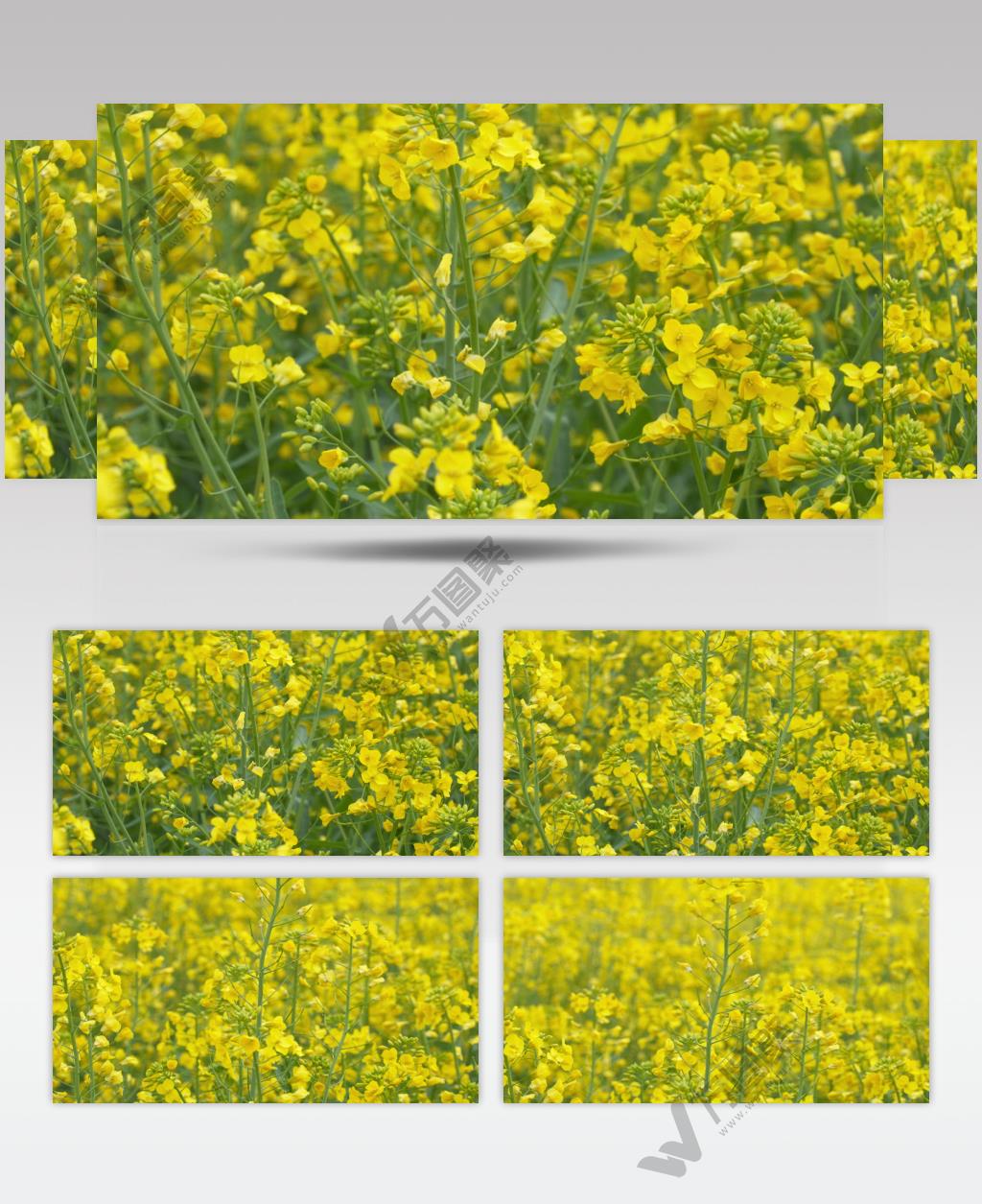春天田野里一大片油菜花盛开